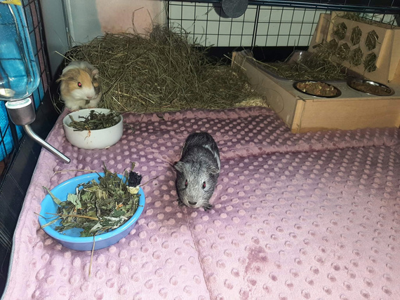 Mata do klatki dla świnki, jeża 100x40 wodoodporna ciemno szara