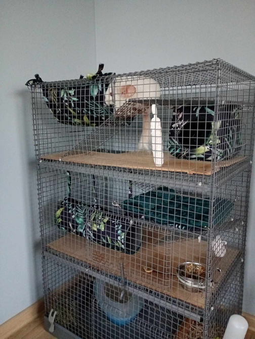 Domek kostka dla świnki morskiej,jeża małych gryzoni + poduszka.Wygodny