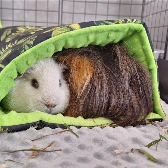 Nieopadający tunel dla świnki, usztywniane ścianki