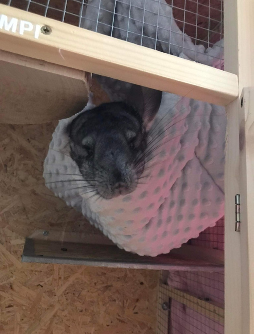 Hamak plaster miodu, norka dla świnki morskiej 2w1