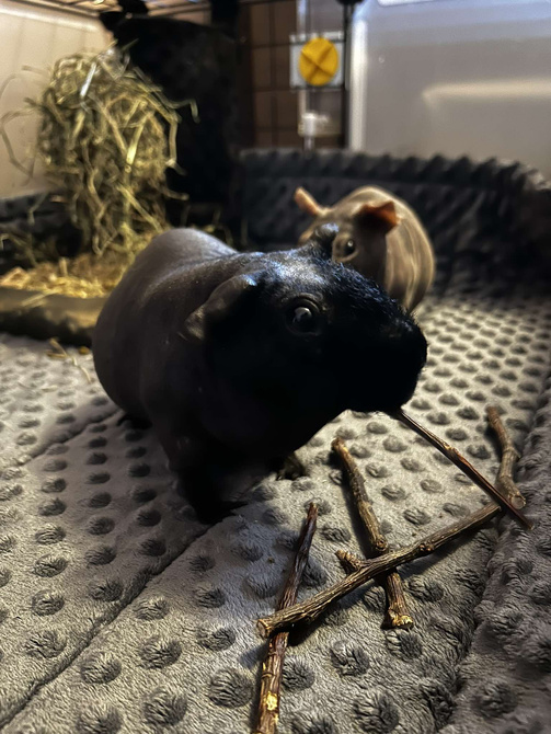 Mata do klatki dla świnki, jeża 120x60 wodoodporna fiolet z rantami