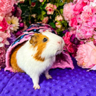 Mata do klatki dla świnek, królika 92x47 wodoodporna żółta