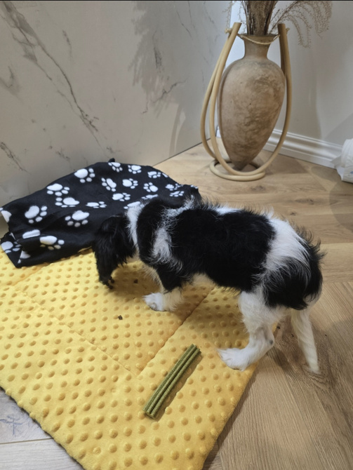 KENNEL MAT Pro+ S 63x44cm – wodoodporna mata dla psa do klatki, transportera i auta