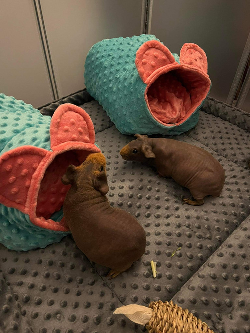 Mata do klatki dla świnki, jeża 140x70 wodoodporna szara