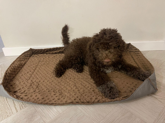 KENNEL MAT Pro+ S 63x44cm – wodoodporna mata dla psa do klatki, transportera i auta