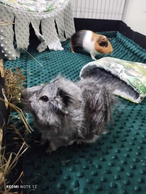 Mata do klatki dla świnki, jeża 100x60 wodoodporna żółta