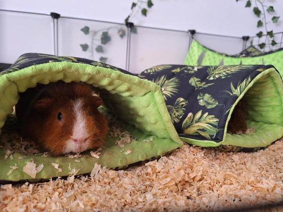 Nieopadający tunel stojący dla świnki morskiej, usztywniane ścianki