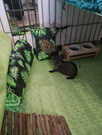 Mata do klatki dla świnki, jeża 110x50 wodoodporna miętowa