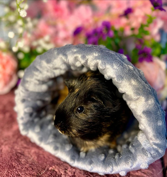 Norka, domek dla świnki mors, unikat SERIA PREMIUM