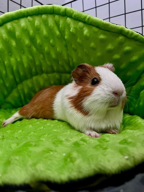 Muszla dla świnki morskiej i gryzoni, legowisko