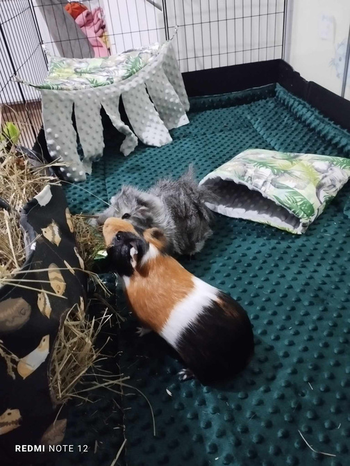 Mata do klatki dla świnek, królika 110x75 wodoodporna szara