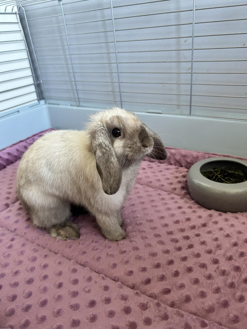 Mata do klatki dla świnki, jeża 120x60 wodoodporna róż jasny z rantami