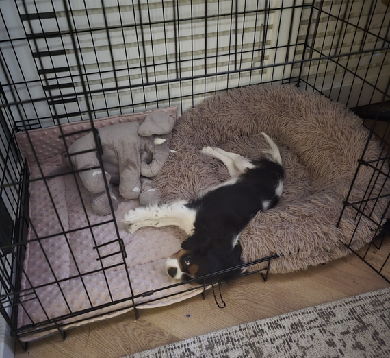 KENNEL MAT Pro+ S 63x44cm – wodoodporna mata dla psa do klatki, transportera i auta