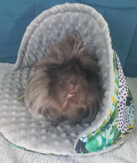 Muszla dla świnki morskiej i gryzoni, legowisko