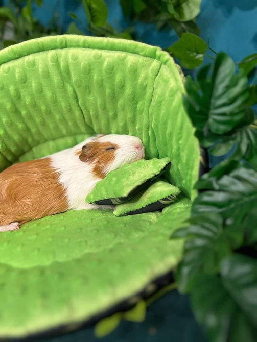 Muszla dla świnki morskiej i gryzoni, legowisko