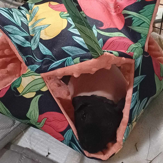 Hamak plaster miodu, norka dla świnki morskiej
