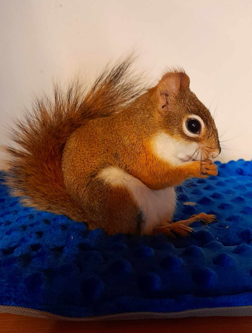 Mata do klatki dla świnki, jeża 145x75 wodoodporna czarna