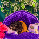 Muszla dla świnki morskiej i gryzoni, legowisko