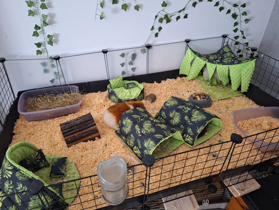 Nieopadający tunel stojący dla świnki morskiej, usztywniane ścianki