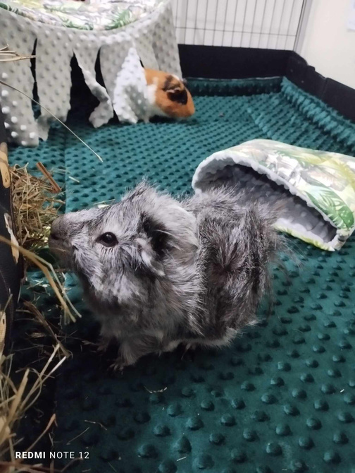 Mata do klatki dla świnek, królika 80x50 wodoodporna mięta