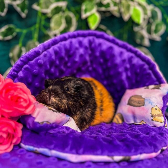 Muszla dla świnki morskiej i gryzoni, legowisko