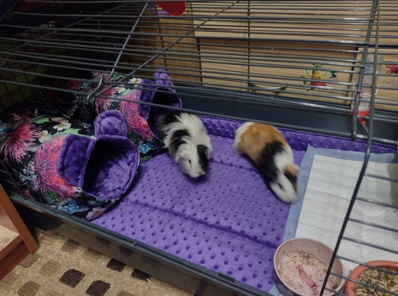 Mata do klatki dla świnki, jeża 120x60 wodoodporna fiolet z rantami