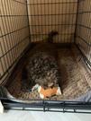 KENNEL MAT Pro+ S 63x44cm – wodoodporna mata dla psa do klatki, transportera i auta