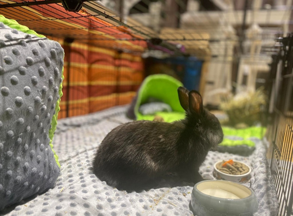 Mata do klatki dla świnki, jeża 110x50 wodoodporna ciemno szara