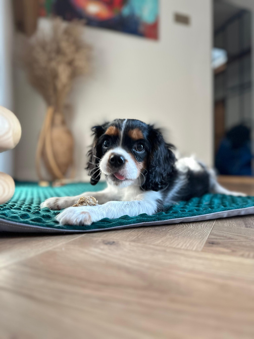 KENNEL MAT Pro+ S 63x44cm – wodoodporna mata dla psa do klatki, transportera i auta