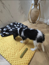 KENNEL MAT Pro+ S 63x44cm – wodoodporna mata dla psa do klatki, transportera i auta